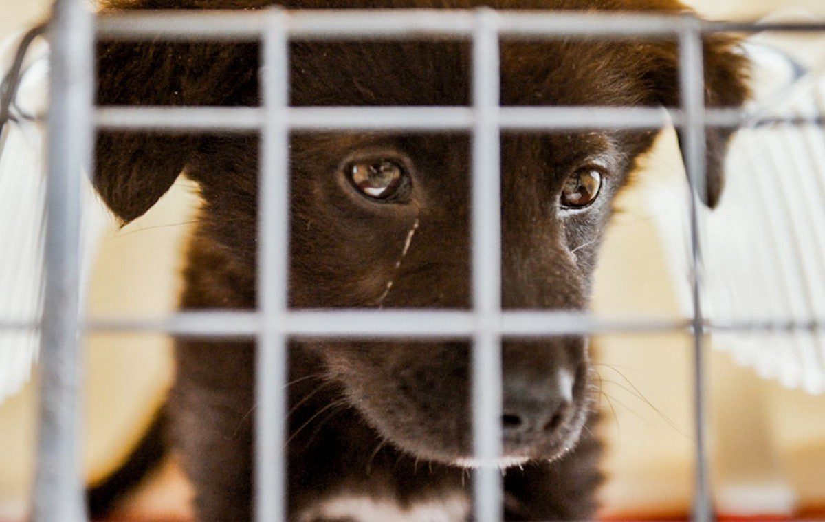 Sauvetage d'animaux de la région de Kharkiv. Chien Bayraktar