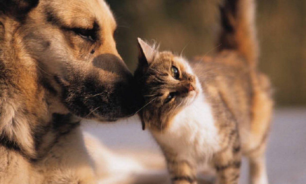 Merci d'aider les animaux