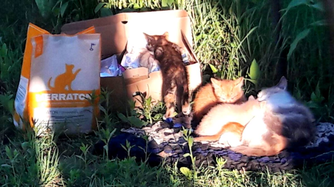 Prendre soin de nos amis à quatre pattes