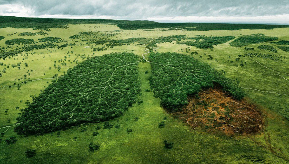 Sauvons les poumons verts de la planète !
